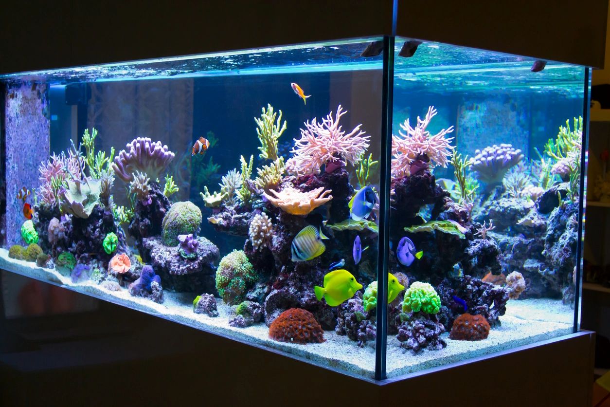 Quality in Aquarium Cleaning and Design - Fish Guys